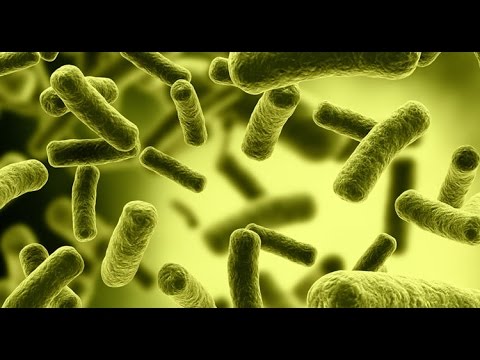 Κολοβακτηρίδιο ( E. coli ) - Πούτσες Μπλε (στην πρόβα)