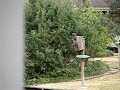 Wood Duck