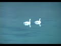 gastineau-channel-swans.html