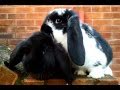 French Lop girls - ready now