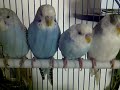 TheBudgieBirds - Funny Budgie Sleeping and Dancing  at the same time