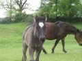 Newborn foal! Laita