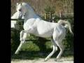 cavalli arabi