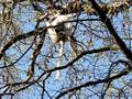 Verreaux's Sifaka eats tamarind and leaps