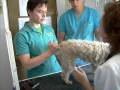 videos de CLASE PELUQUERIA CANINA II POODLE O CANICHE
