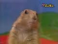 horrorbeaver