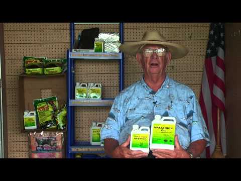 how to get rid spider mites