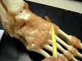 LATERAL VIEW OF LIGAMENTS & TENDONS OF THE FOOT