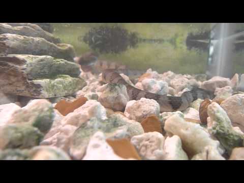 YouTube reptile video