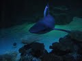 Shark Reef Aquarium