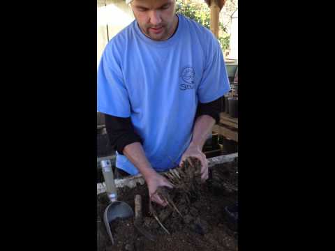 how to transplant cattails