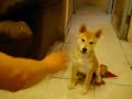 柴犬動画