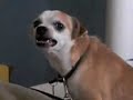 *Do Not Watch This Horrific Vid* Ceaser Milan Help This Dog!