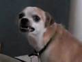 *Do Not Watch This Horrific Vid* Ceaser Milan Help This Dog!