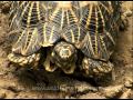 Indian star tortoise