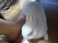 ????????? Rabbit loves feet2008/07/21 ????????? Rabbit loves feet2008/07/21