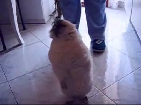 coniglietta - Coniglietta nana che mangia l'erba del finocchio perchè ne è ghiotta...E' la nostra principessina...Da quando c'è lei i problemi sembrano svaniti...