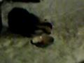 Badger film.wmv