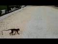 the gambian monkeys