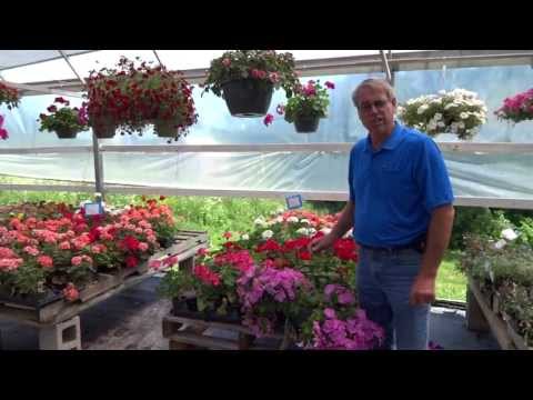 how to fertilize mexican petunias