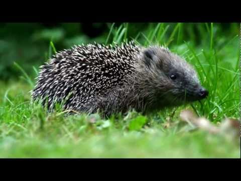 Igel - Allgemeines Stacheligel im Winter Igel sind in erster Linie terrestrisch (bodenlebend). Zwar können einige Arten gut klettern und halten sich manchmal auf Bü...