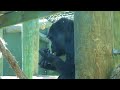 Gorrilla eating regurgitated food