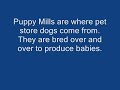 fozzie was a puppy mill rescue. the sad irony is, he was born to someone who had no heart and he died because his heart was too big. a special thanks to maria daines of the uk for doing a song as a special tribute to fozzie.