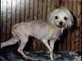 Fozzie Bear, A puppy mill story