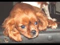 fozzie was a puppy mill rescue. the sad irony is, he was born to someone who had no heart and he died because his heart was too big. a special thanks to maria daines of the uk for doing a song as a special tribute to fozzie.