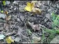 When Bees Attack. Yellow-jackets. Shocking Video