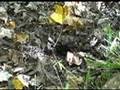 When Bees Attack. Yellow-jackets. Shocking Video
