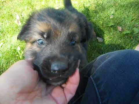 video of Hero at 5 weeks of age