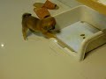 Shiba Inu