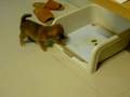 Shiba Inu