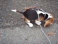 My Beagle My Beagle