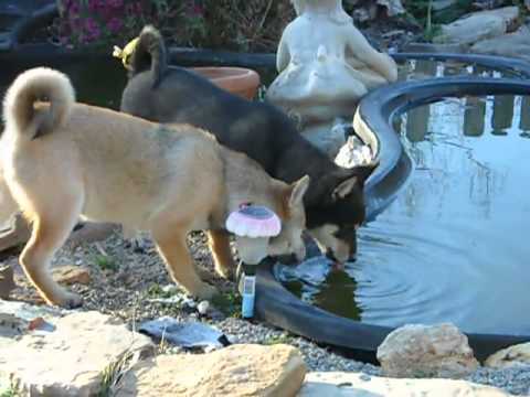 Takara and Goro drinking together