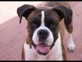 How to train your dog to stop barking