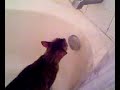 Greta likes water from the faucet Greta likes water from the faucet