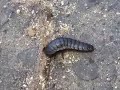 ミミズの死骸を食べるオオヒラタシデムシ幼虫 Carrion Beetle Larva