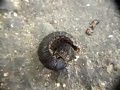 ミミズの死骸を食べるオオヒラタシデムシ幼虫 Carrion Beetle Larva