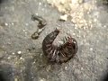 ミミズの死骸を食べるオオヒラタシデムシ幼虫 Carrion Beetle Larva