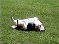 Fat dog just wants to keep on rolling Fat dog just wants to keep on rolling