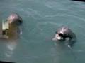 videos de pescadores faladores