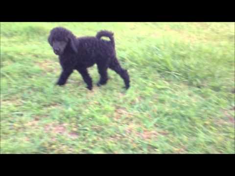 AKC Large Black Poodle - AKC Grand Champion Bloodlines