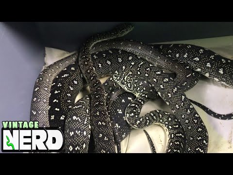 YouTube reptile video