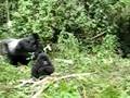 videos de Largest silverback gorilla - Rwanda