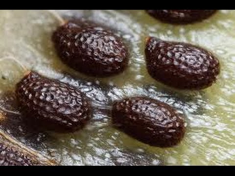 how to grow kiwi from seed