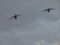 Duck hunting saskatchewan Duck hunting saskatchewan