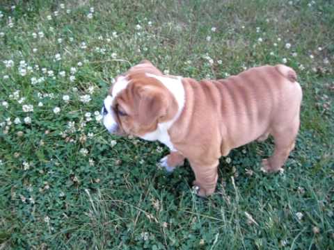 how to care english bulldog puppy