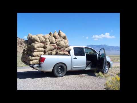 how to harvest pinon nuts